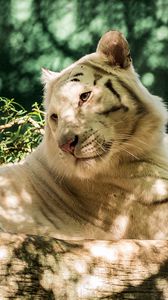 Preview wallpaper white tiger, predator, log