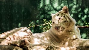 Preview wallpaper white tiger, predator, log