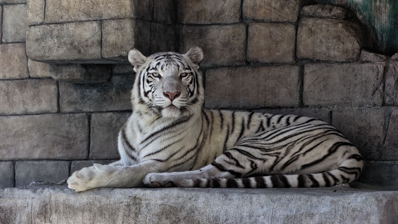 Wallpaper white tiger, predator, striped