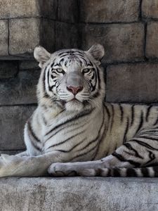 Preview wallpaper white tiger, predator, striped