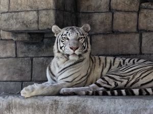 Preview wallpaper white tiger, predator, striped