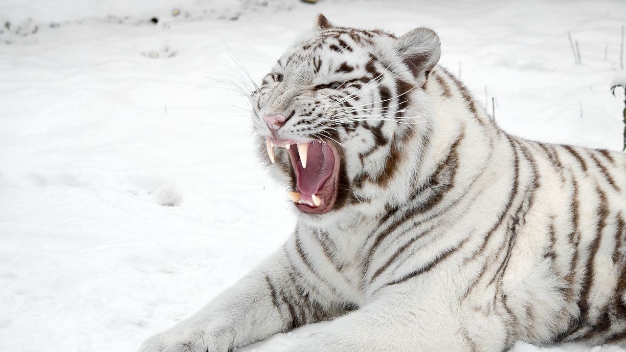 Wallpaper white tiger, snow, predator, mouth, cat, tiger
