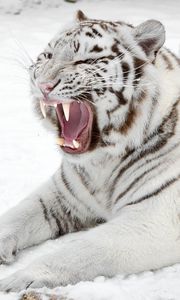 Preview wallpaper white tiger, snow, predator, mouth, cat, tiger
