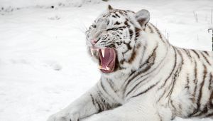 Preview wallpaper white tiger, snow, predator, mouth, cat, tiger
