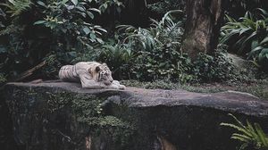 Preview wallpaper white tiger, tiger, animal, predator, wildlife