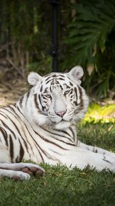 Preview wallpaper white tiger, tiger, animal, predator, albino, white, wildlife