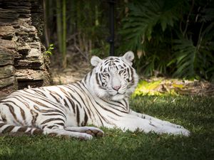 Preview wallpaper white tiger, tiger, animal, predator, albino, white, wildlife
