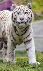 Preview wallpaper white tiger, tiger, big cat, predator, wildlife