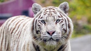 Preview wallpaper white tiger, tiger, big cat, predator, wildlife