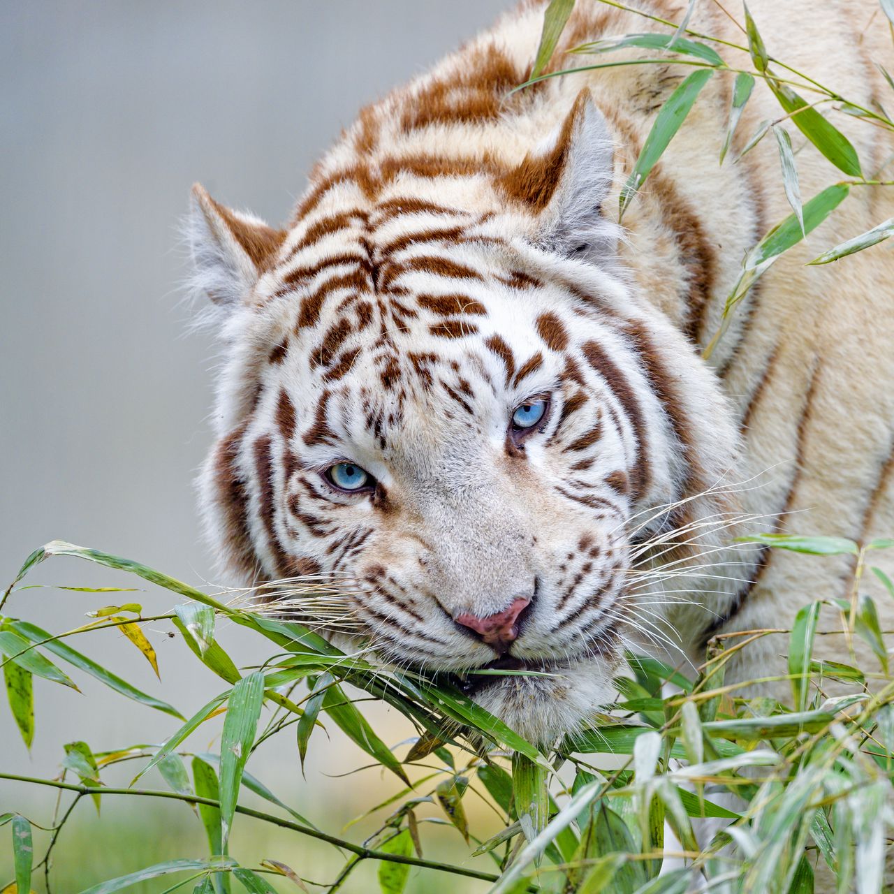 white tiger wallpaper desktop