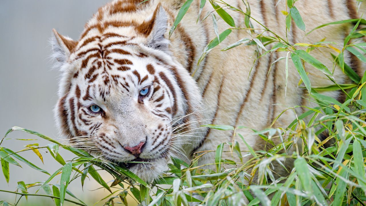 Wallpaper white tiger, tiger, branch, bamboo, big cat