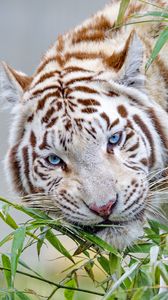 Preview wallpaper white tiger, tiger, branch, bamboo, big cat