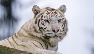 Preview wallpaper white tiger, tiger, glance, predator, animal