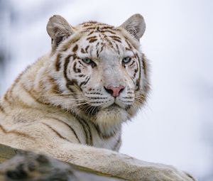 Preview wallpaper white tiger, tiger, glance, predator, animal