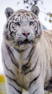 Preview wallpaper white tiger, tiger, predator, big cat, wild
