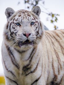 white tiger desktop backgrounds
