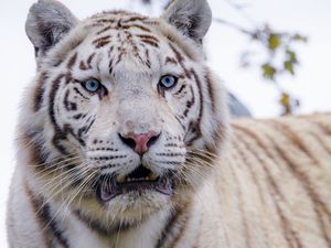 Preview wallpaper white tiger, tiger, predator, big cat, wild