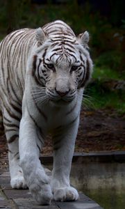 Preview wallpaper white tiger, tiger, predator, big cat