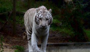 Preview wallpaper white tiger, tiger, predator, big cat