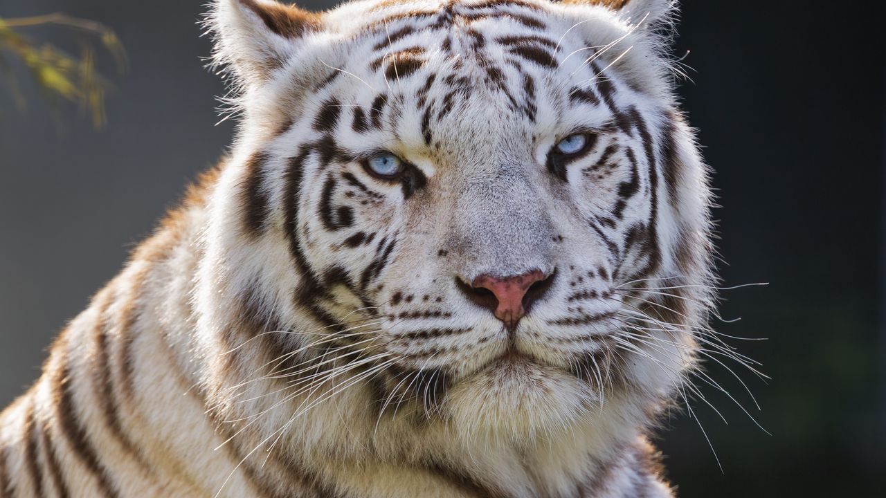 Wallpaper white tiger, tiger, predator, big cat, animal