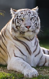 Preview wallpaper white tiger, tiger, predator, big cat, animal