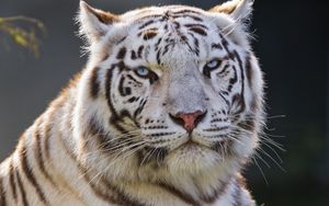 Preview wallpaper white tiger, tiger, predator, big cat, animal