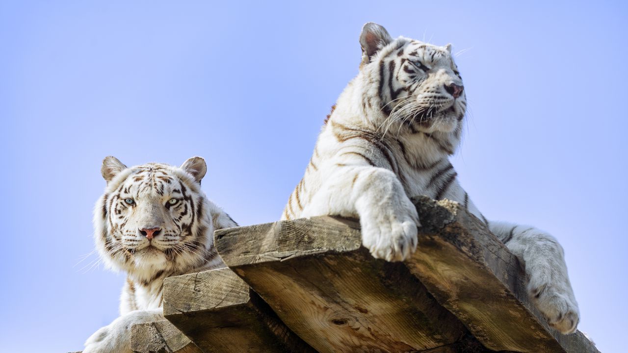 Wallpaper white tiger, tiger, predator, big cat, animal, board