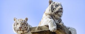 Preview wallpaper white tiger, tiger, predator, big cat, animal, board