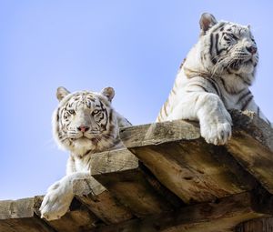 Preview wallpaper white tiger, tiger, predator, big cat, animal, board