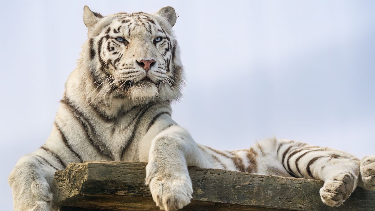 Wallpaper white tiger, tiger, predator, big cat, animal, wild