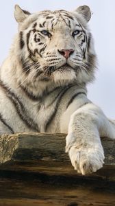 Preview wallpaper white tiger, tiger, predator, big cat, animal, wild