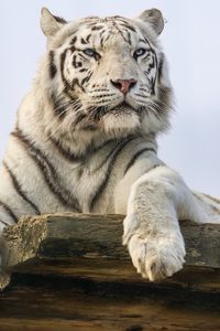 Preview wallpaper white tiger, tiger, predator, big cat, animal, wild