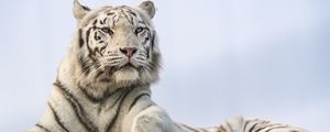 Preview wallpaper white tiger, tiger, predator, big cat, animal, wild
