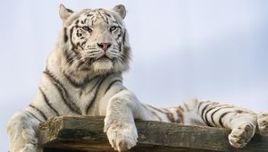 Preview wallpaper white tiger, tiger, predator, big cat, animal, wild