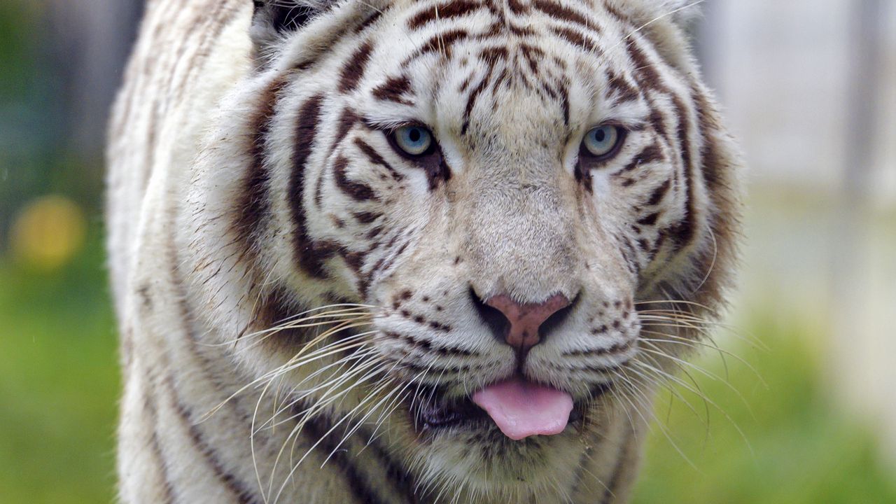 Wallpaper white tiger, tiger, protruding tongue, animal, big cat