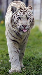 Preview wallpaper white tiger, tiger, protruding tongue, animal, big cat