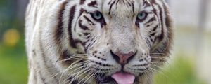 Preview wallpaper white tiger, tiger, protruding tongue, animal, big cat