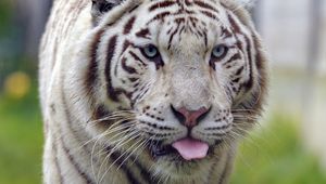 Preview wallpaper white tiger, tiger, protruding tongue, animal, big cat