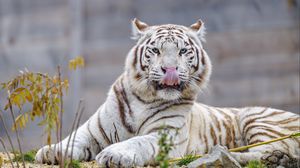 Preview wallpaper white tiger, tiger, protruding tongue, big cat, predator