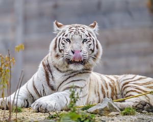 Preview wallpaper white tiger, tiger, protruding tongue, big cat, predator