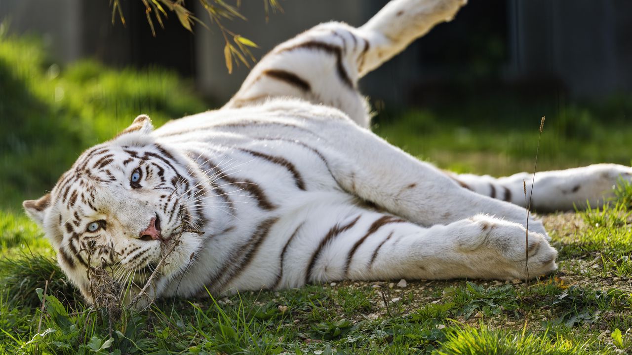 Wallpaper white tiger, tiger, striped, big cat, predator