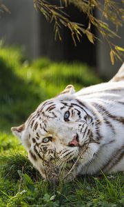 Preview wallpaper white tiger, tiger, striped, big cat, predator