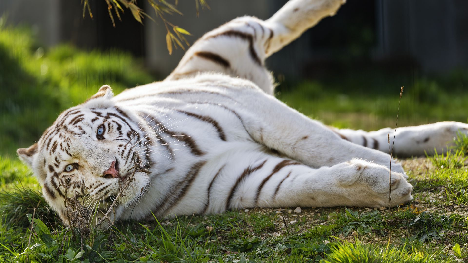 Download wallpaper 1920x1080 white tiger, tiger, striped, big cat ...