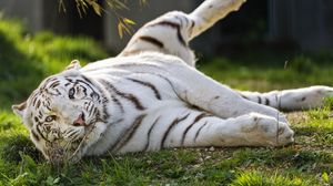 Preview wallpaper white tiger, tiger, striped, big cat, predator