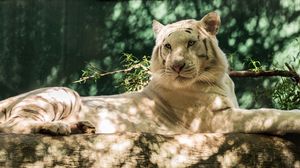 Preview wallpaper white tiger, wolf, timber, cat, tiger