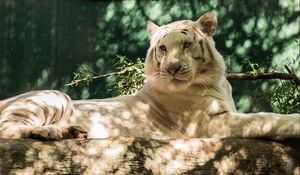 Preview wallpaper white tiger, wolf, timber, cat, tiger