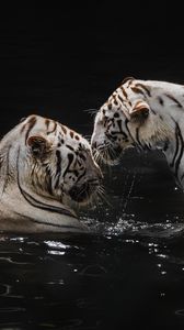 Preview wallpaper white tigers, tigers, animals, big cats, water