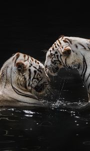 Preview wallpaper white tigers, tigers, animals, big cats, water