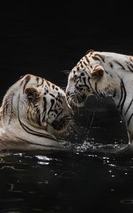 Preview wallpaper white tigers, tigers, animals, big cats, water