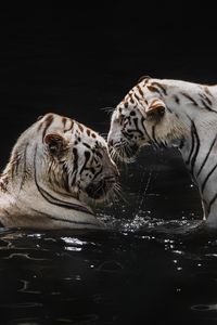 Preview wallpaper white tigers, tigers, animals, big cats, water